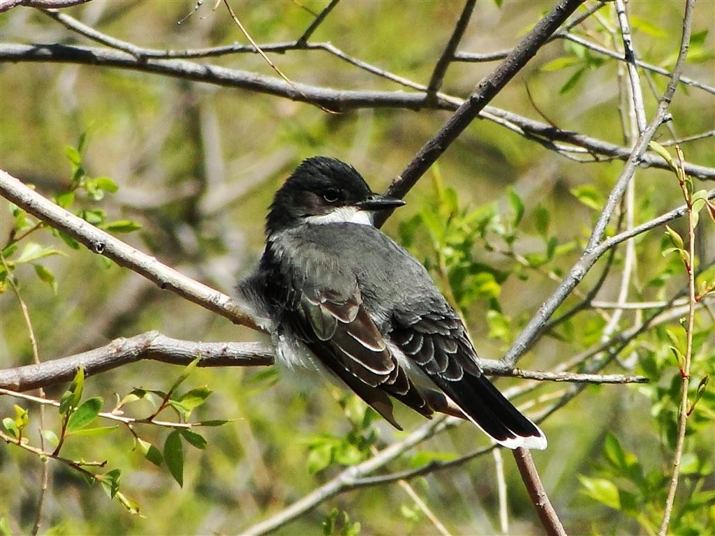 Eastern Kingbird - ML204912231