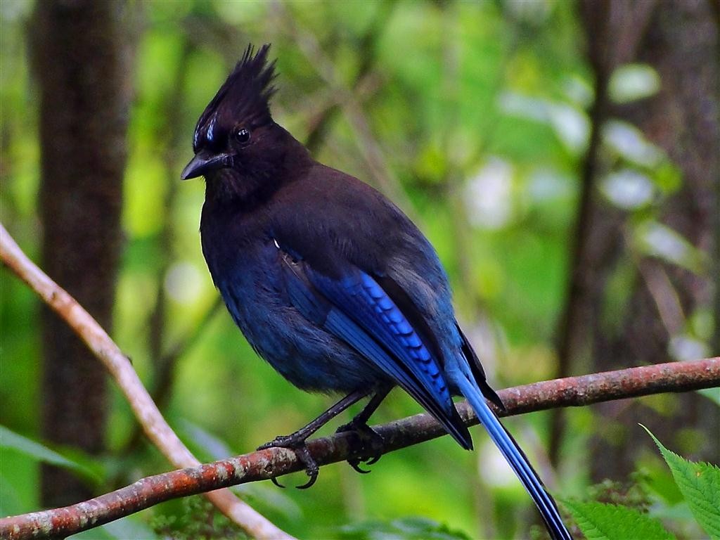 Steller's Jay (Northwest Interior) - ML204912381
