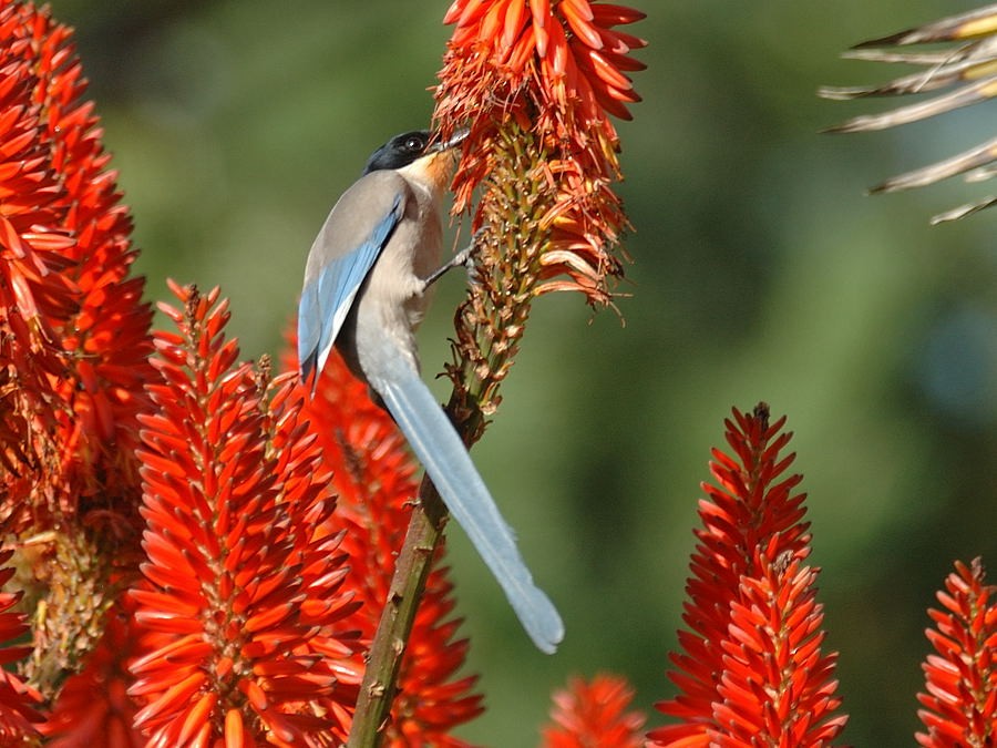 Iberian Magpie - ML204912431