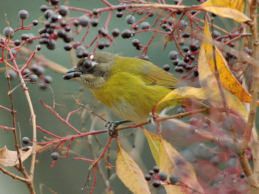 Common Chlorospingus - ML204912771