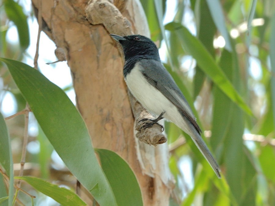 Leaden Flycatcher - ML204912891