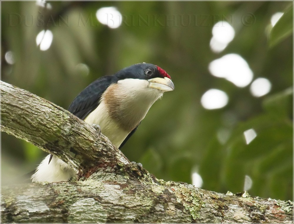 White-mantled Barbet - Dušan Brinkhuizen