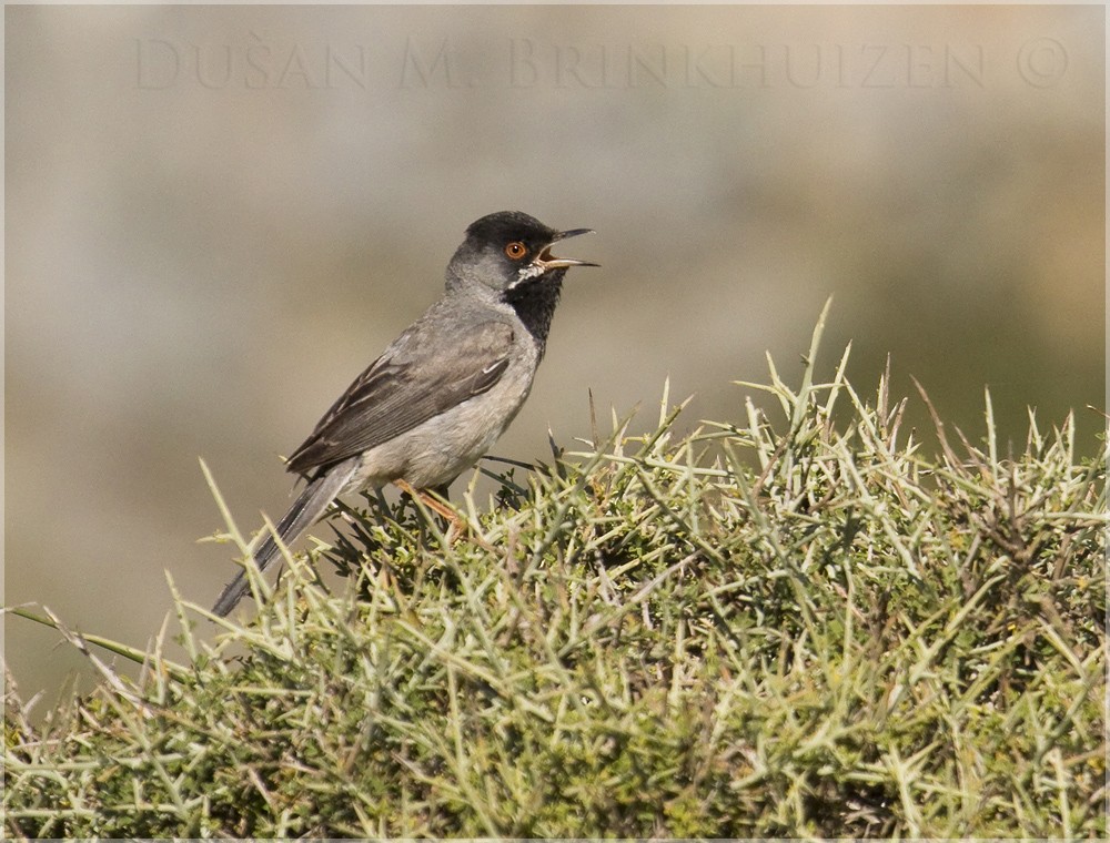 Rüppell's Warbler - ML204912991