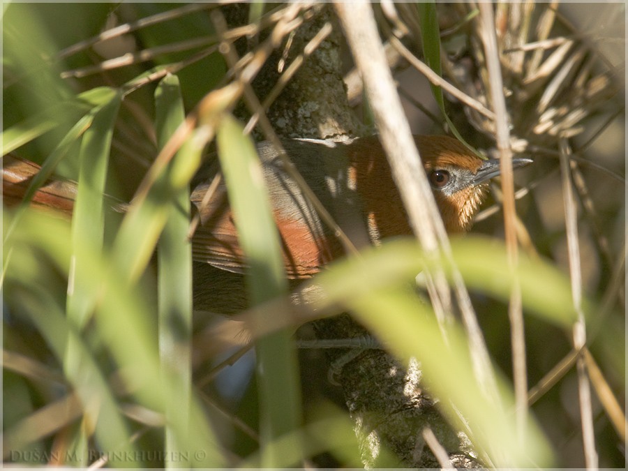 Rusty-headed Spinetail - ML204913241