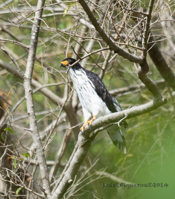 Gray-headed Kite - ML204913771