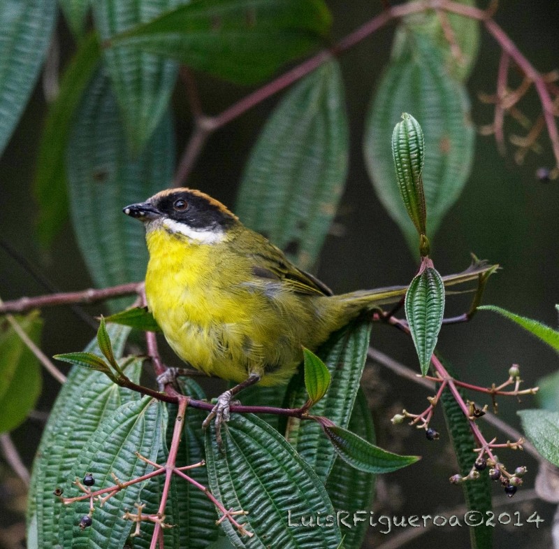 Moustached Brushfinch (Merida) - ML204913931