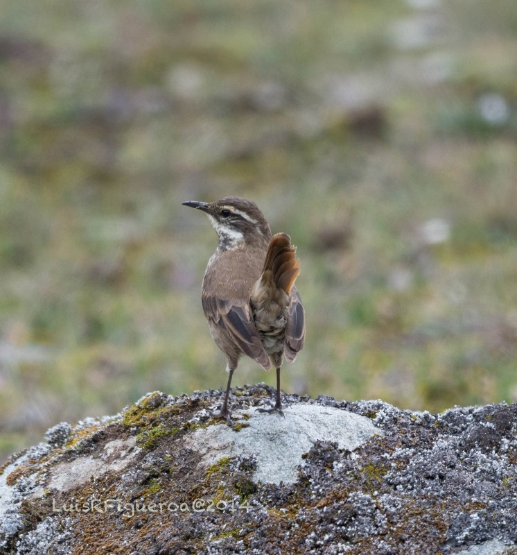 Chestnut-winged Cinclodes - ML204914101