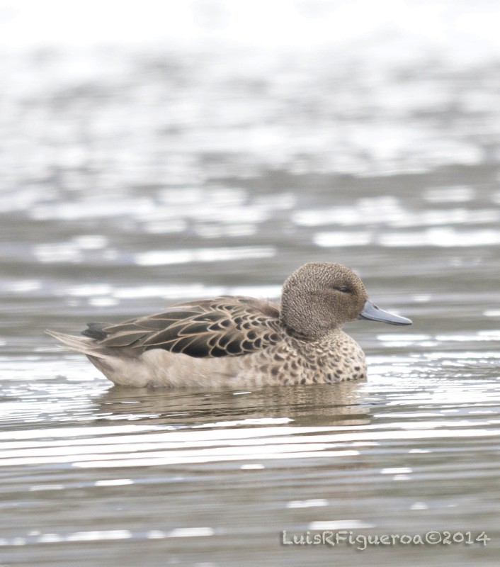 Andean Teal (Merida) - Luis R Figueroa