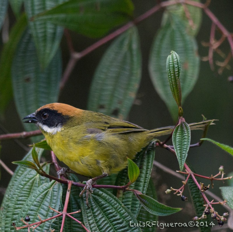 Moustached Brushfinch (Merida) - Luis R Figueroa