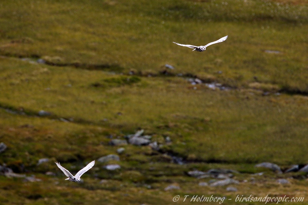 Snowy Owl - ML204914351