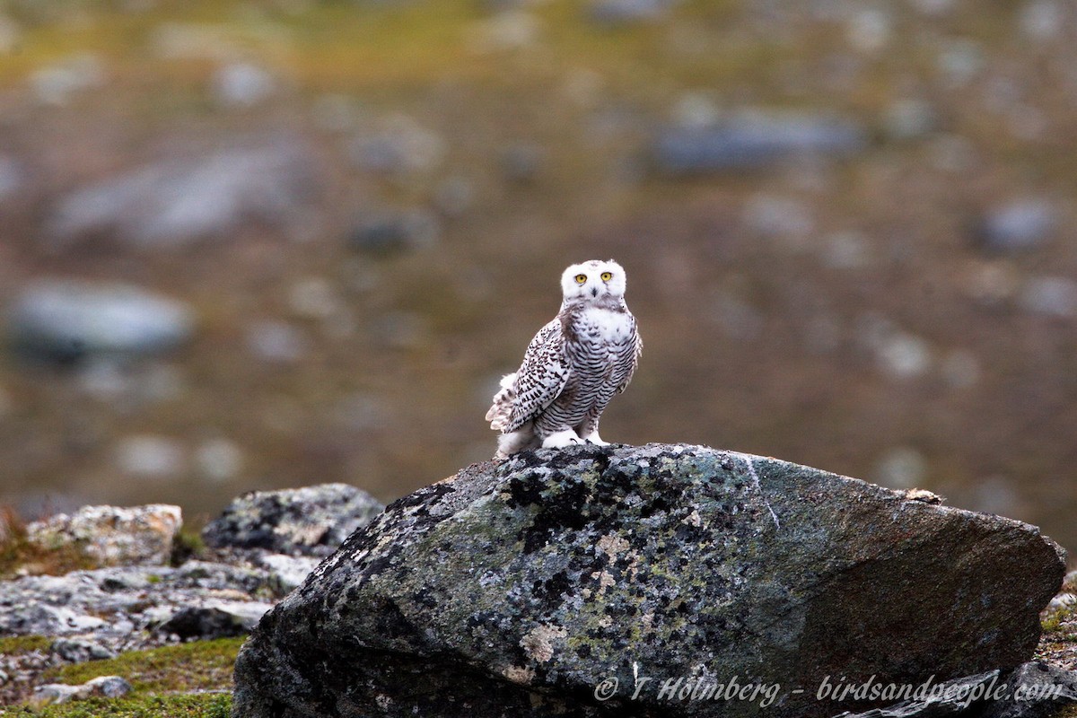 Harfang des neiges - ML204914361