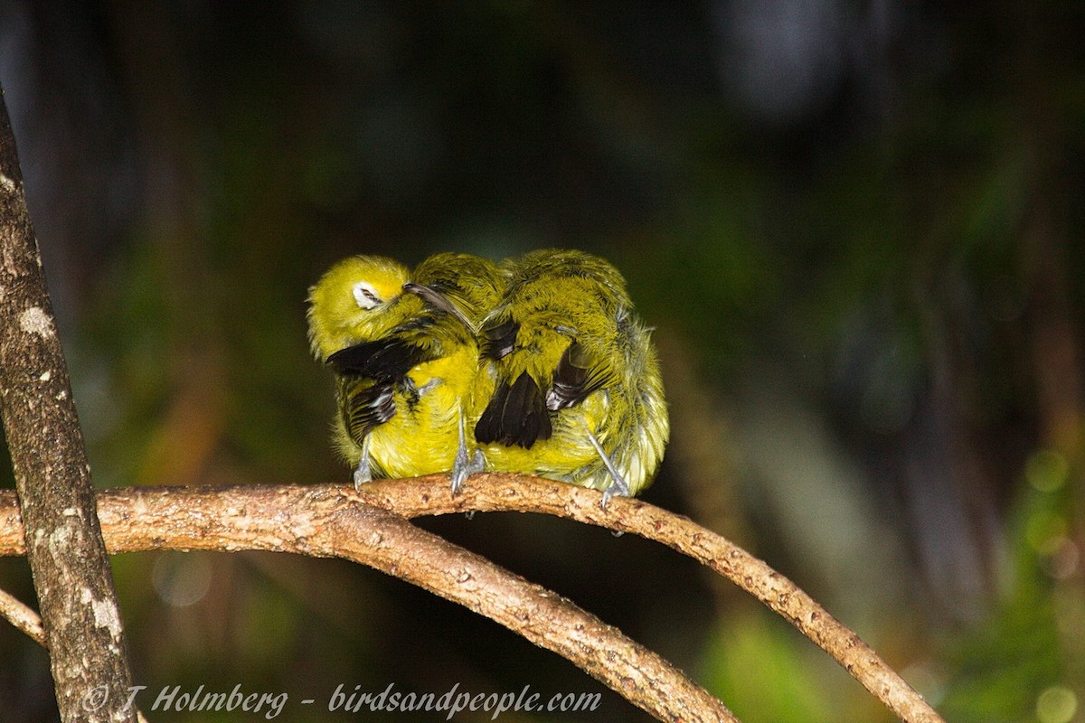 Kikuyu White-eye - ML204914491