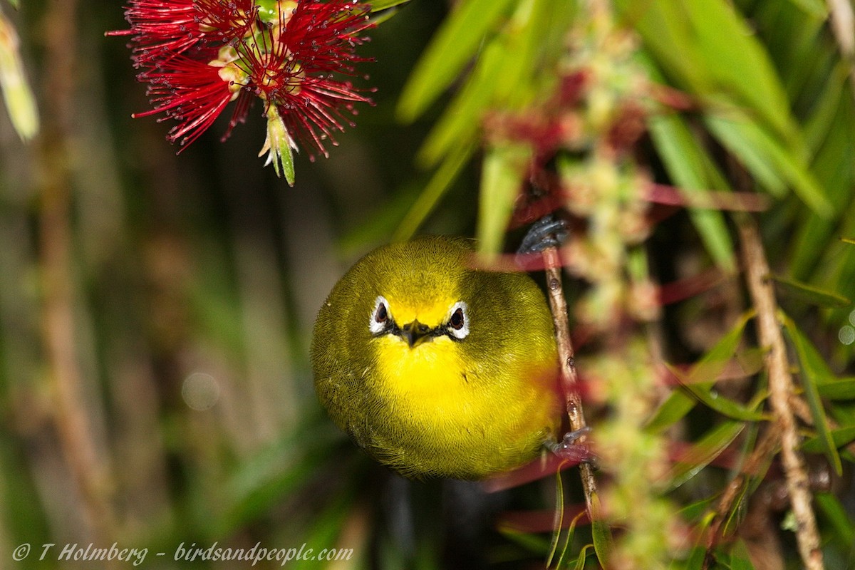 Kikuyu White-eye - Thomas Holmberg