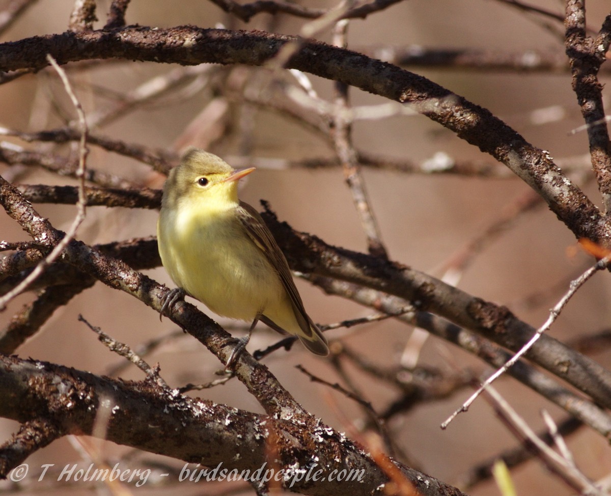 Icterine Warbler - ML204914571