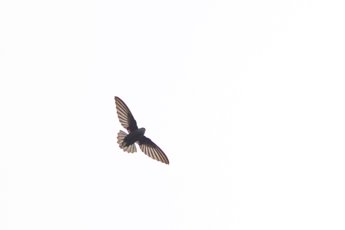 Lesser Antillean Swift - ML204914581