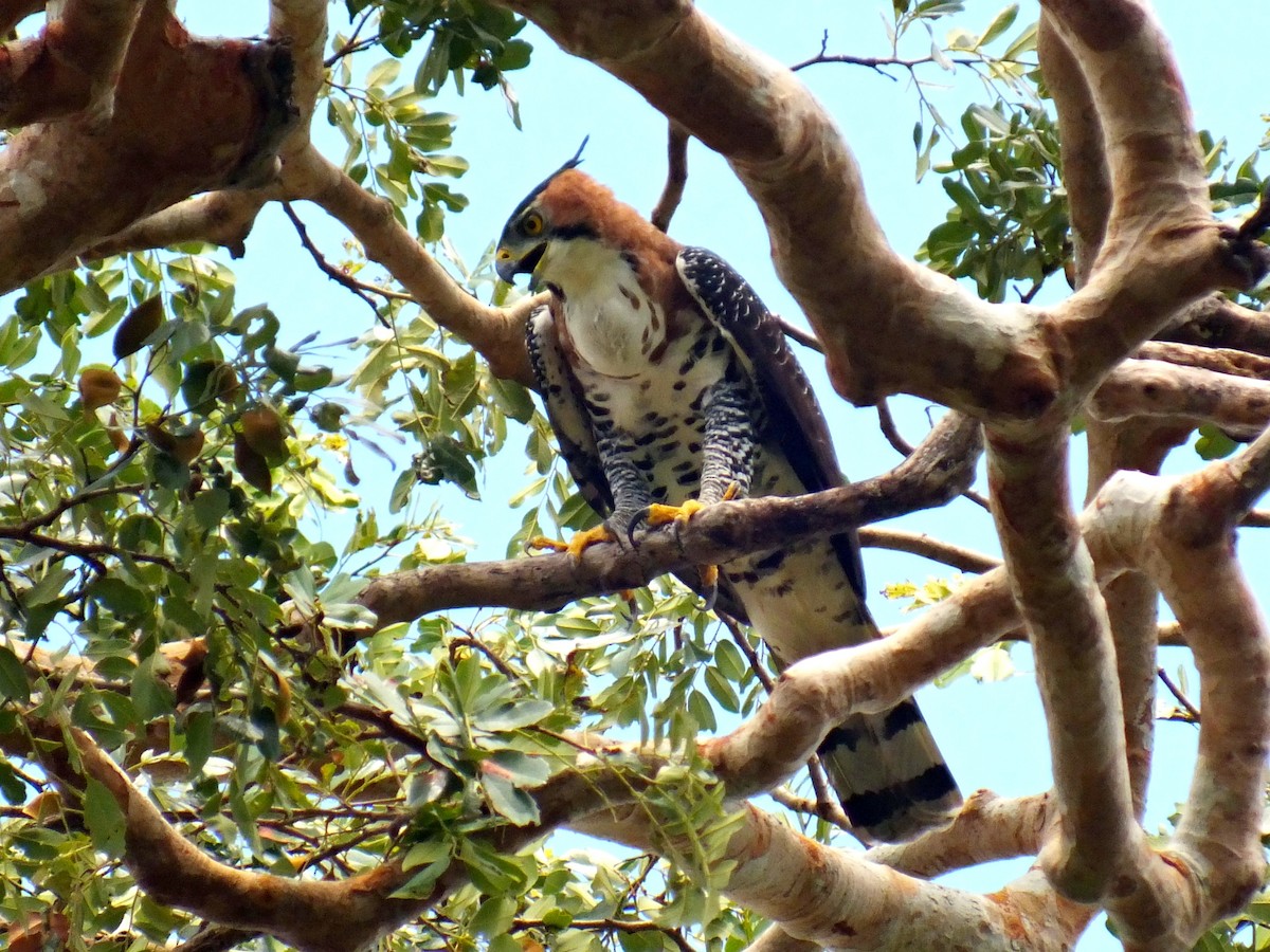 アカエリクマタカ - ML204914661