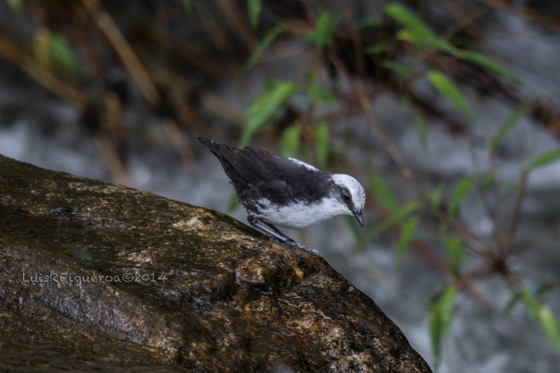 White-capped Dipper (White-bellied) - ML204915611