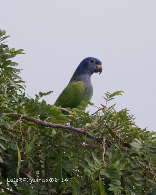 Blue-headed Parrot (Blue-headed) - Luis R Figueroa