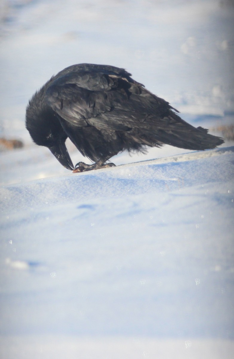 Common Raven - ML204916221