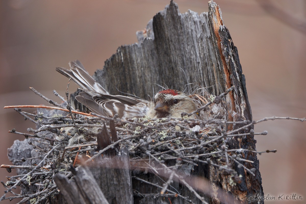 Redpoll (exilipes) - ML204916451
