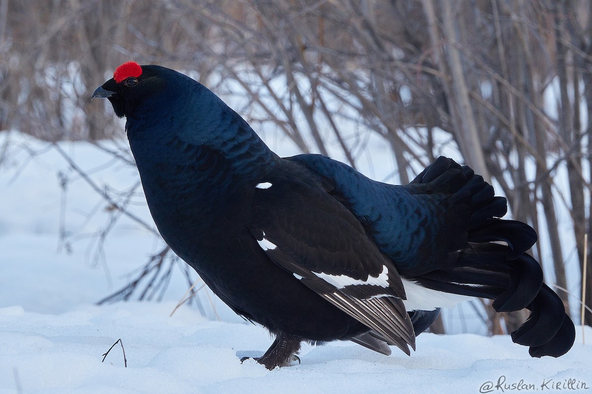 Black Grouse - ML204916461