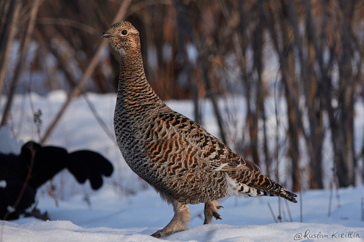 Хар хур - ML204916471