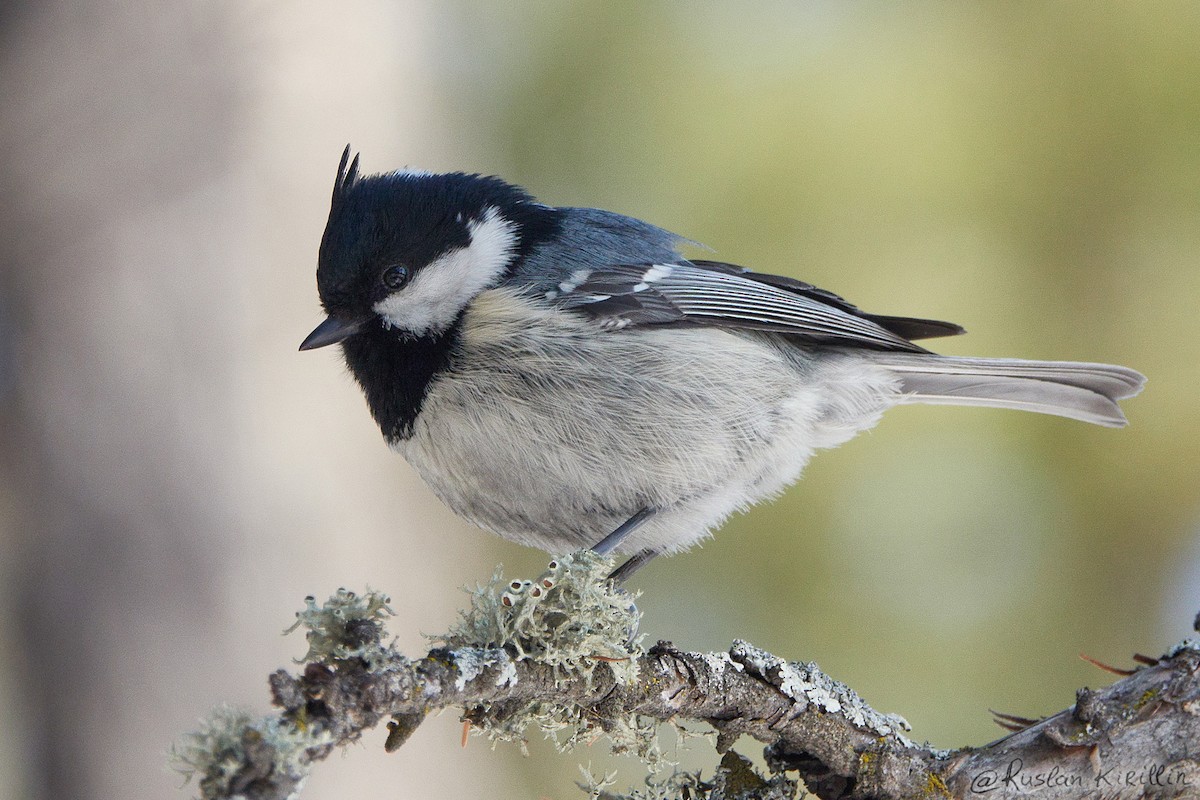 Coal Tit (Continental) - ML204916481