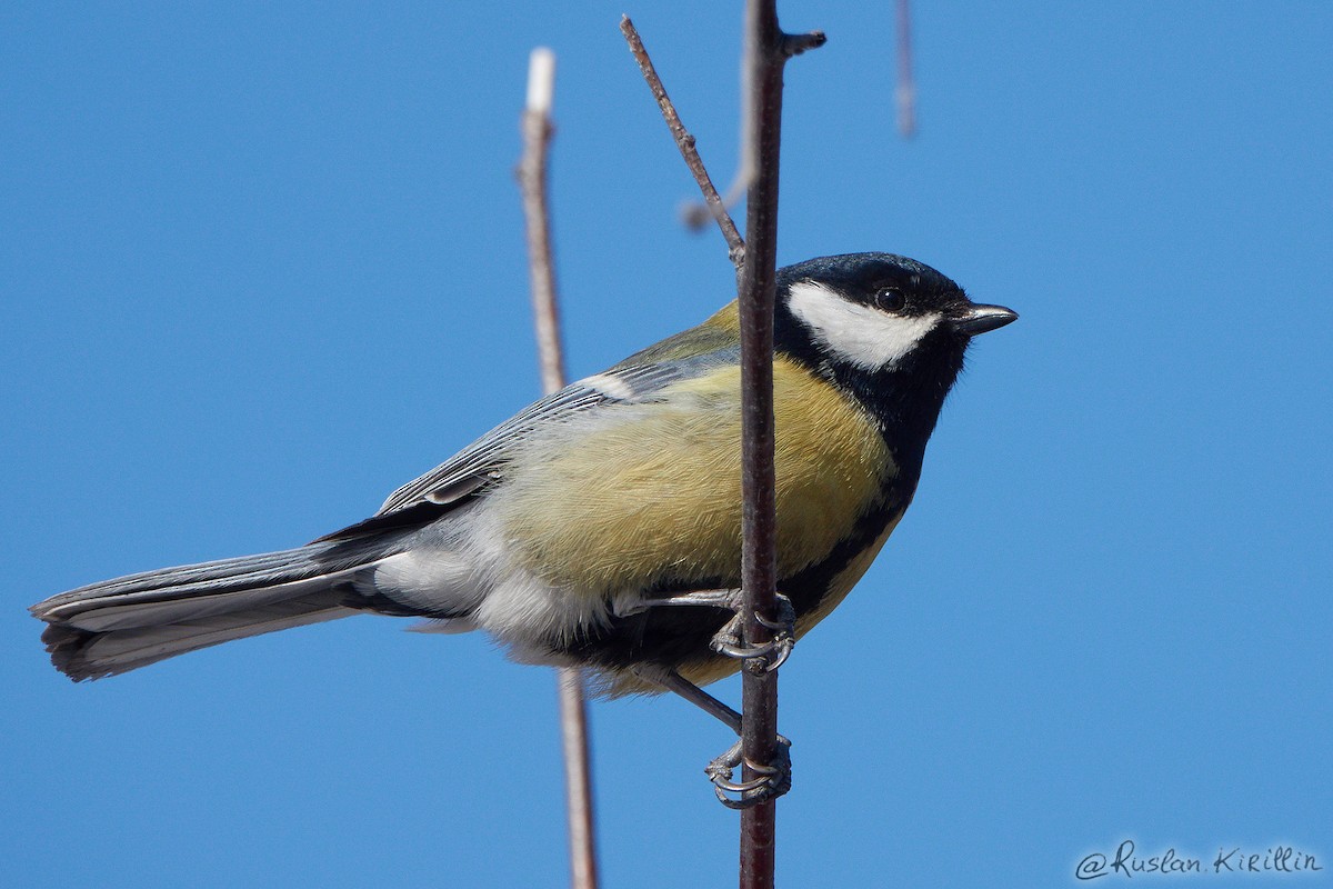 Great Tit (Great) - ML204916491