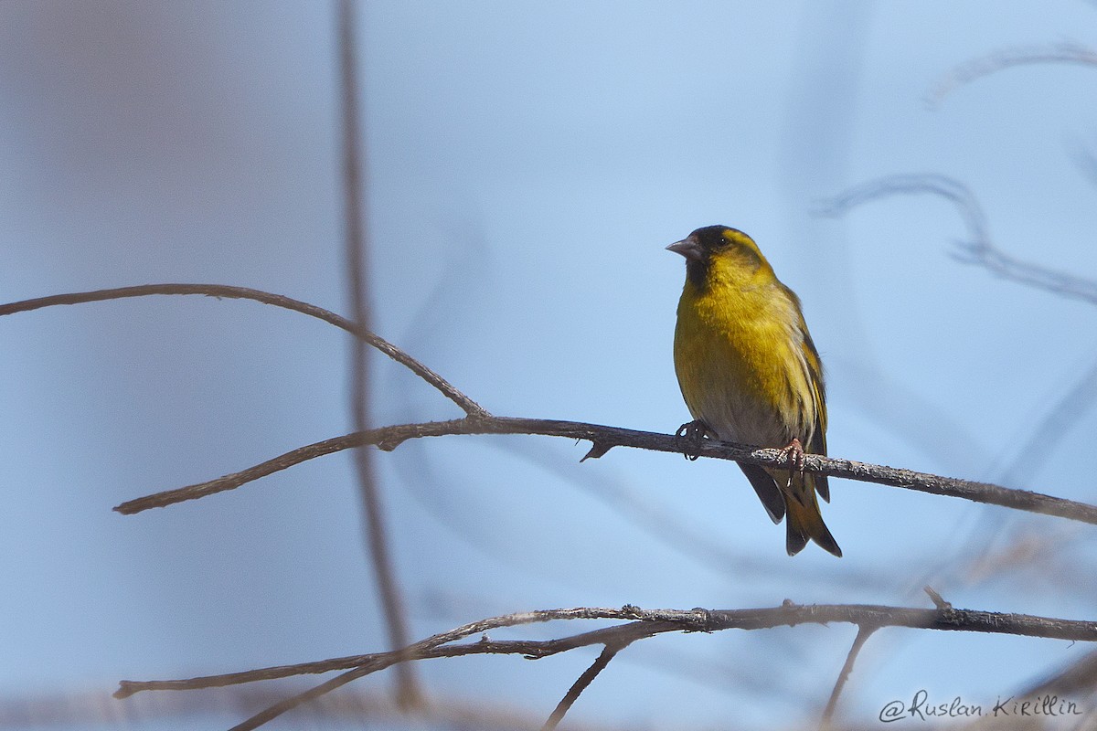 Эгэл ногоолзой - ML204916501