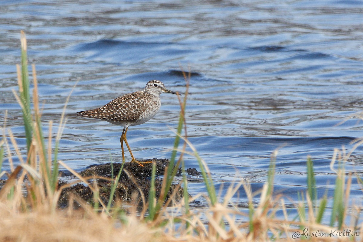 Шугуйн хөгчүү - ML204916531