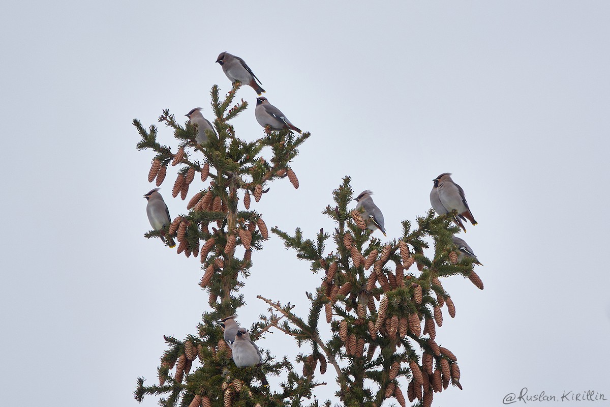 Шивэр энхэт бялзуухай - ML204916541