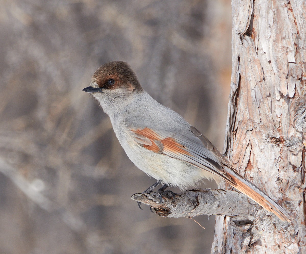 Siberian Jay - ML204916551