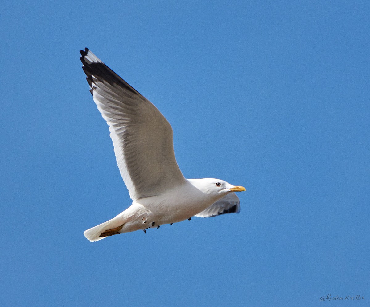 Common Gull (Russian) - ML204916571