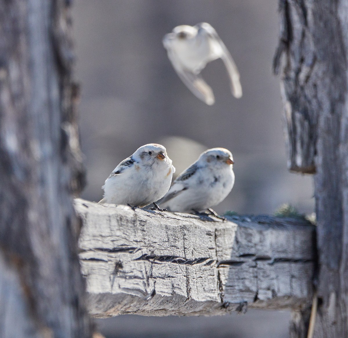 Цасч хөмрөг - ML204916581