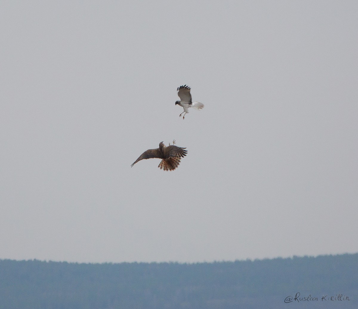 Дорнын хулд - ML204916621