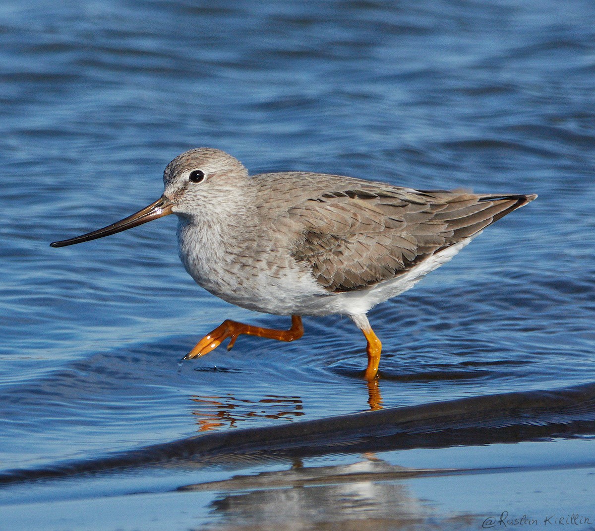 Матигар хөгчүү - ML204916651