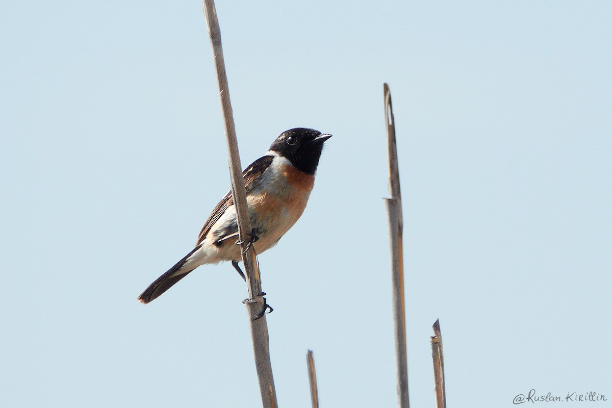 Amur Stonechat - ML204916661