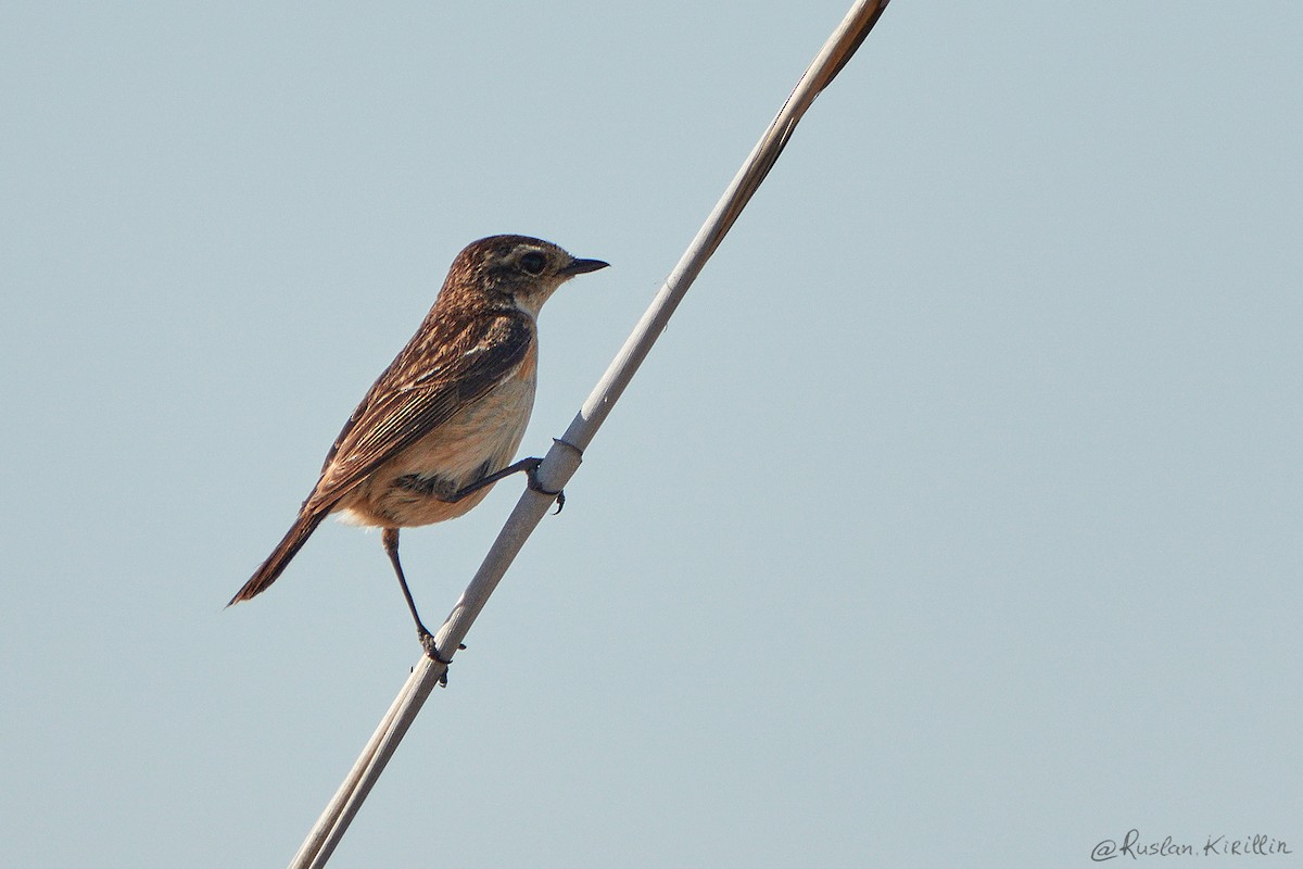 Amur Stonechat - ML204916671