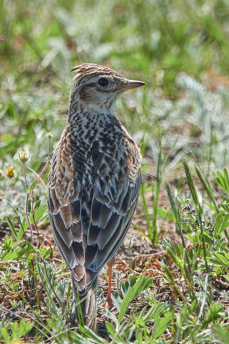 Eurasian Skylark (Far Eastern) - ML204916691