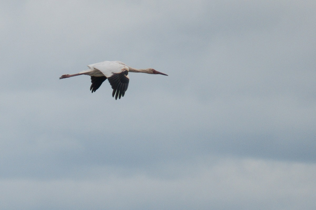 Siberian Crane - ML204916701