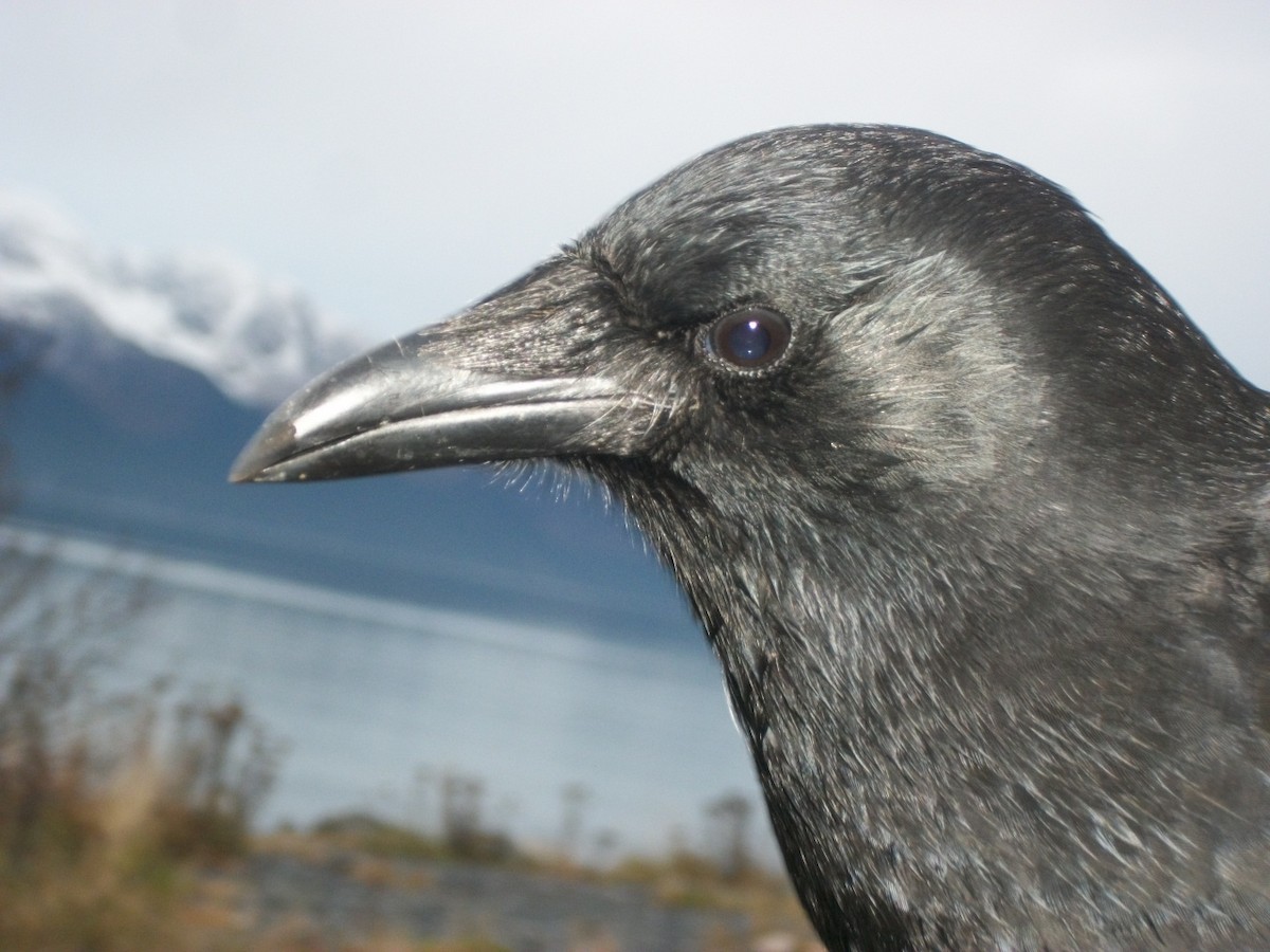 American Crow - ML204917101