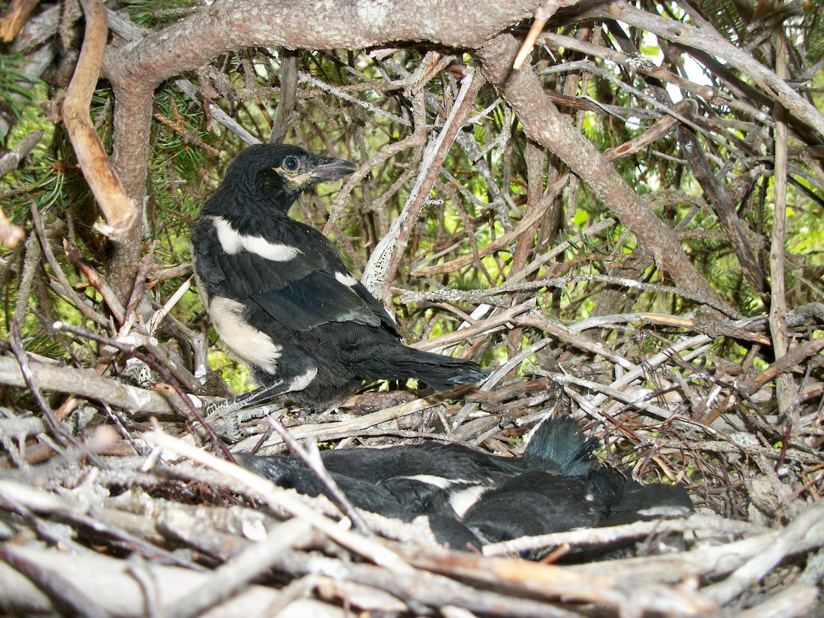 Black-billed Magpie - ML204917121