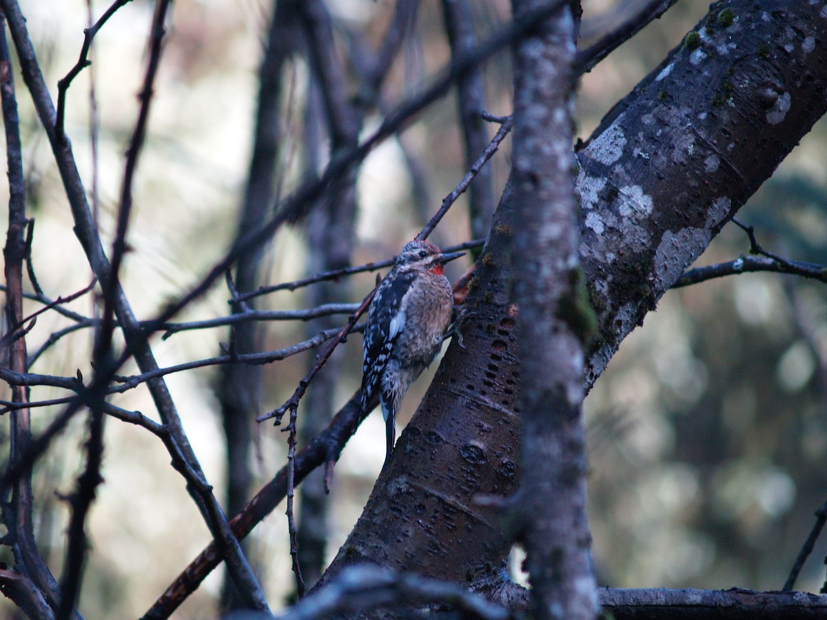 Yellow-bellied Sapsucker - ML204917141