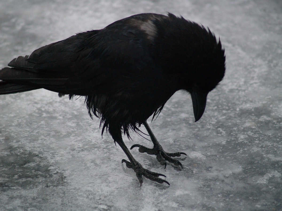 American Crow - ML204917151