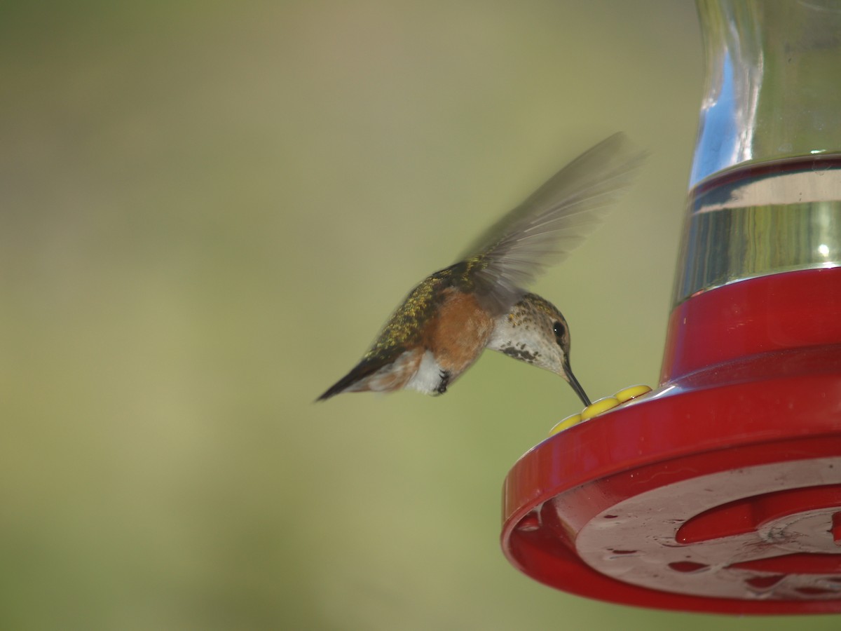 Rufous Hummingbird - Jonah Lindquist