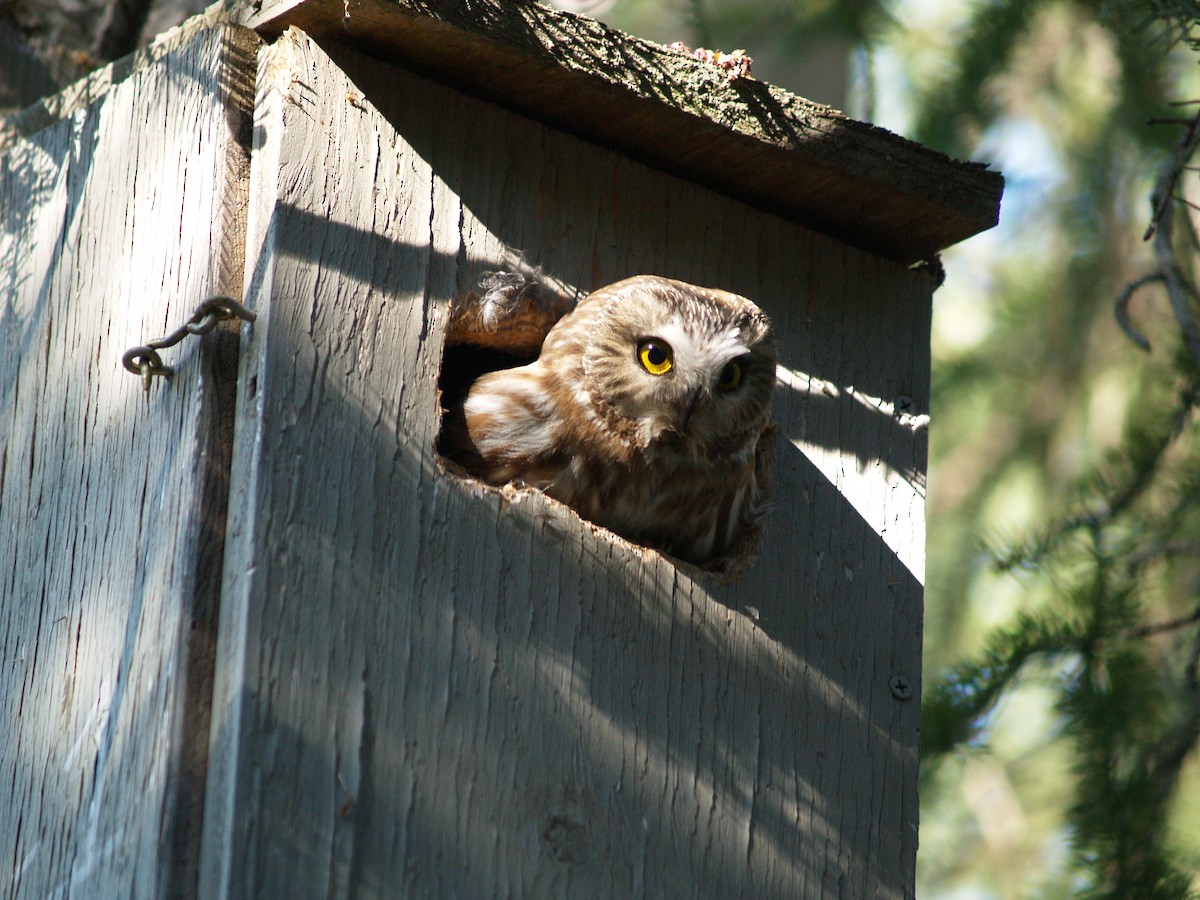 Northern Saw-whet Owl - ML204917171