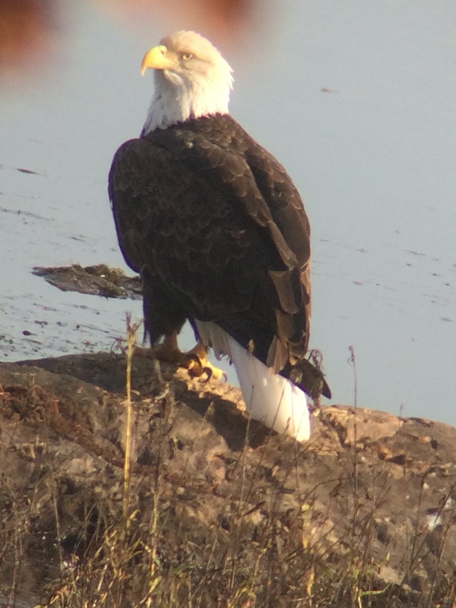 Bald Eagle - ML20491741