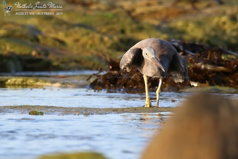 Pacific Reef-Heron - Nathalie SANTA MARIA