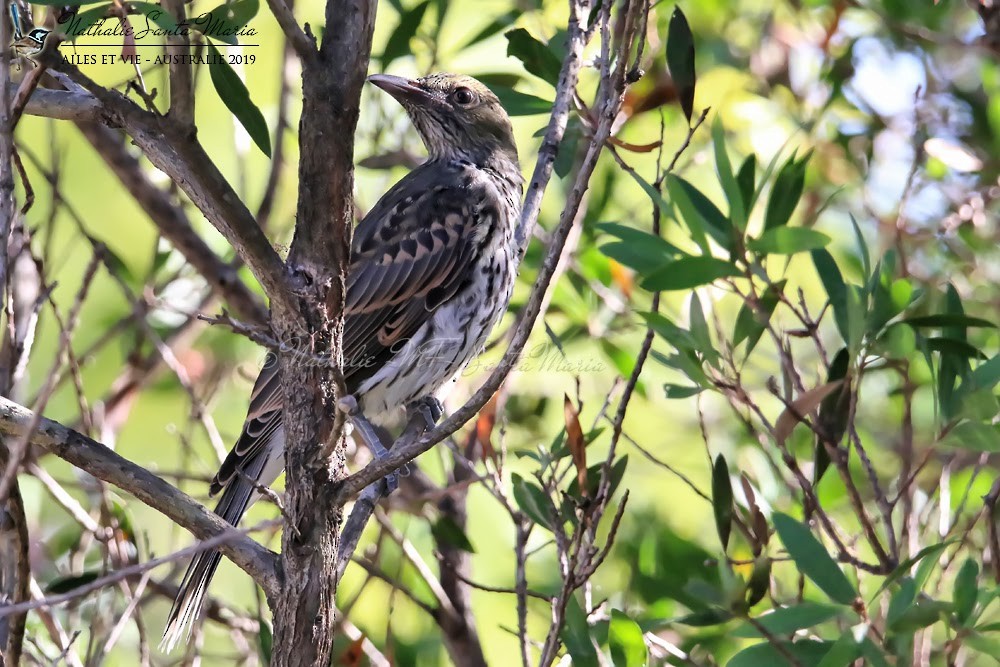 Olive-backed Oriole - ML204917811