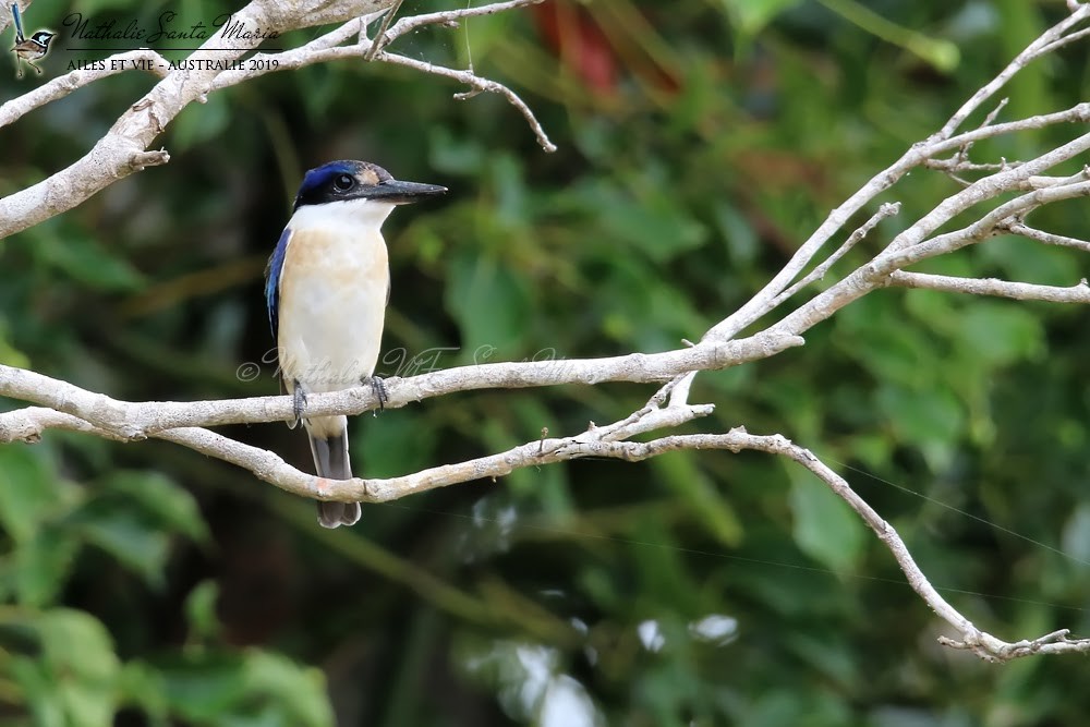 Forest Kingfisher - Nathalie SANTA MARIA